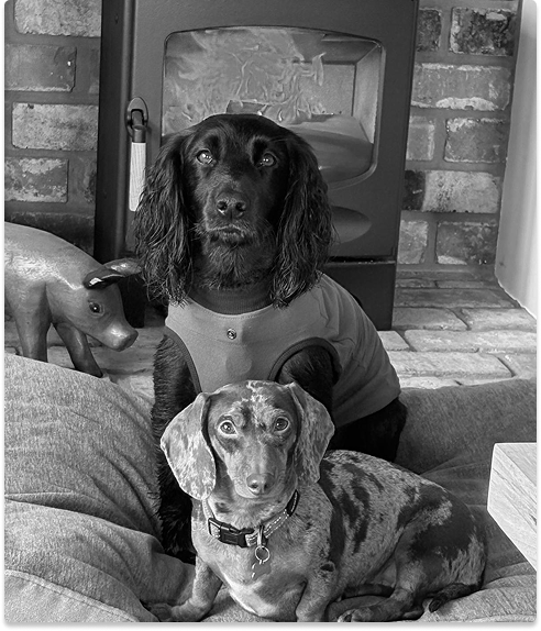 Luna and Dottie, the TDR Bridal family dogs