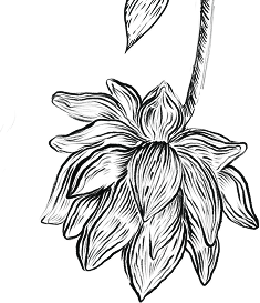 Decorative floral pattern